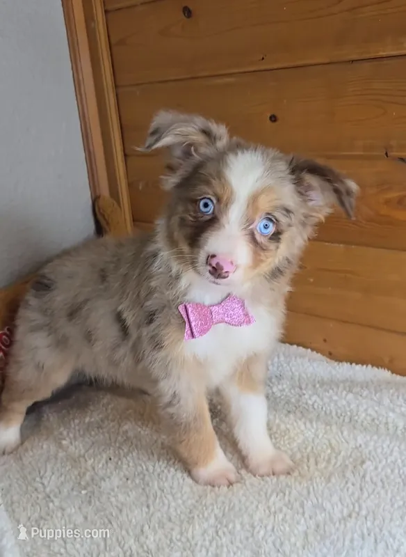 Razzle's red merle girl – Toy Australian Shepherd puppy for sale in Jasonville, IN