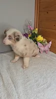 Boots Girl # 5, a female Australian Shepherd for sale in Jasonville, IN – 5 of 6