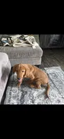 Gabe, a male Golden Retriever for sale in Jasonville, IN – 6 of 6