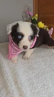 Boots Girl # 7, a female Australian Shepherd for sale in Jasonville, IN – 3 of 6