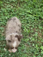 Razzle's red merle girl, a female Toy Australian Shepherd for sale in Jasonville, IN – 3 of 4