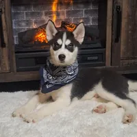 Oscar/make offer, a male Siberian Husky for sale in Jasonville, IN – Photo 2 of 5