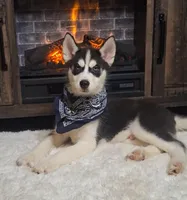 Oscar, a male Siberian Husky for sale in Jasonville, IN – Photo 2 of 5