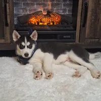 Oscar/make offer, a male Siberian Husky for sale in Jasonville, IN – Photo 4 of 5