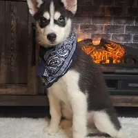 Oscar/make offer, a male Siberian Husky for sale in Jasonville, IN – Photo 5 of 5