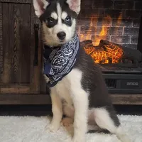 Oscar/make offer, a male Siberian Husky for sale in Jasonville, IN – Photo 1 of 5
