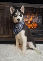 Oscar, a male Siberian Husky for sale in Jasonville, IN – Photo 1 of 5