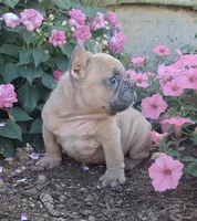 Peanut / SPECIAL DEAL, a male French Bulldog for sale in Jasonville, IN – 2 of 4