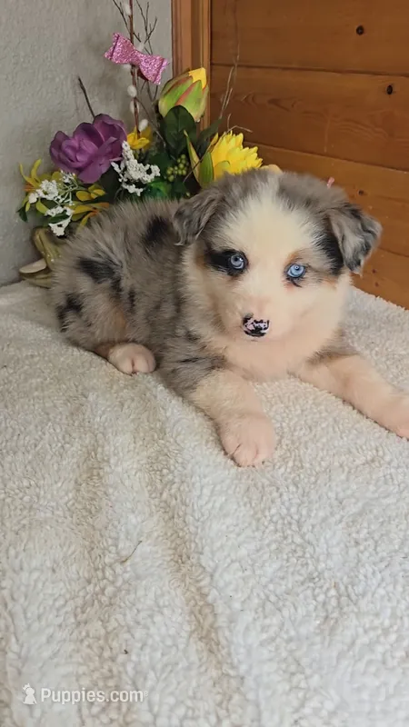 Boots Girl # 6 – Australian Shepherd puppy for sale in Jasonville, IN