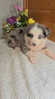 Boots Girl # 6, a female Australian Shepherd for sale in Jasonville, IN – 1 of 5