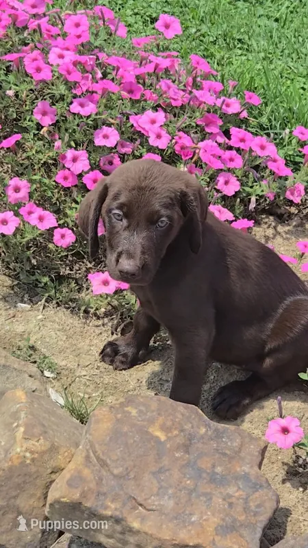 Levi – Labrador Retriever puppy for sale in Jasonville, IN