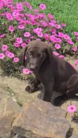 Levi, a male Labrador Retriever for sale in Jasonville, IN – 1 of 3