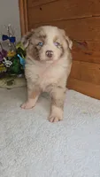 Boots Boy # 4, a male Australian Shepherd for sale in Jasonville, IN – 2 of 7