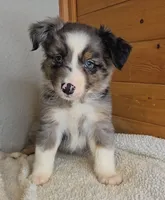 Razzle's blue merle girl # 4, a female Toy Australian Shepherd for sale in Jasonville, IN – 2 of 4