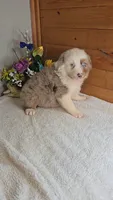 Boots Boy # 2, a male Australian Shepherd for sale in Jasonville, IN – 2 of 5