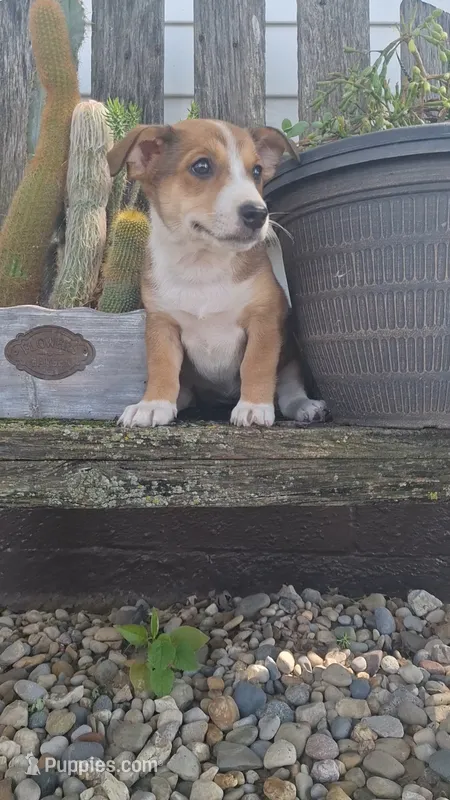 Bella – Jack Russell Terrier, Poodle - Toy  puppy for sale in Jasonville, IN