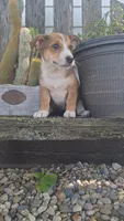 Bella, a female Jack Russell Terrier and Poodle - Toy  for sale in Jasonville, IN – 1 of 3