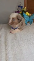 Boots Boy # 2, a male Australian Shepherd for sale in Jasonville, IN – 4 of 5