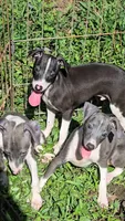Norwood's Pup # 1, a male Italian Greyhound for sale in Jasonville, IN – 4 of 6