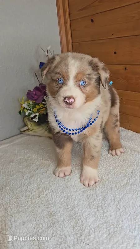 Boots Boy # 3 – Australian Shepherd puppy for sale in Jasonville, IN