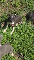 Norwood's Pup # 2, a male Italian Greyhound for sale in Jasonville, IN – 6 of 6