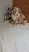 Boots Boy # 3, a male Australian Shepherd for sale in Jasonville, IN – 4 of 7