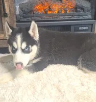 Leo/make offer, a male Siberian Husky for sale in Jasonville, IN – Photo 3 of 4