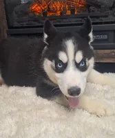 Leo/make offer, a male Siberian Husky for sale in Jasonville, IN – Photo 4 of 4