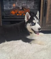 Leo/make offer, a male Siberian Husky for sale in Jasonville, IN – Photo 1 of 4
