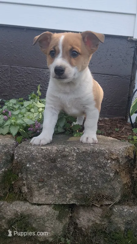Blaze – Jack Russell Terrier, Poodle - Toy  puppy for sale in Jasonville, IN