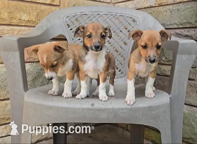 Peaches, a female Shetland Sheepdog and Jack Russell Terrier for sale in Jasonville, IN – Photo 2 of 10