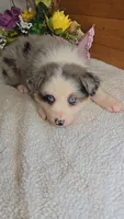 Boots Girl # 6, a female Australian Shepherd for sale in Jasonville, IN – 2 of 5