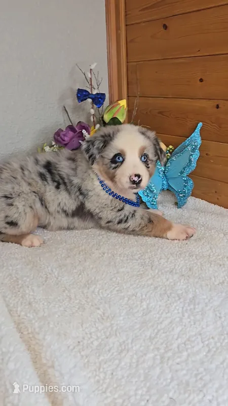 Boots Boy # 1 – Australian Shepherd puppy for sale in Jasonville, IN