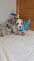 Boots Boy # 1, a male Australian Shepherd for sale in Jasonville, IN – 1 of 5
