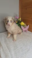 Boots Girl # 5, a female Australian Shepherd for sale in Jasonville, IN – 2 of 6