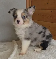 Razzle's blue merle girl # 3, a female Toy Australian Shepherd for sale in Jasonville, IN – 4 of 8