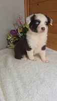 Boots Girl # 7, a female Australian Shepherd for sale in Jasonville, IN – 4 of 6