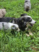 Razzle's red merle girl, a female Toy Australian Shepherd for sale in Jasonville, IN – 2 of 4