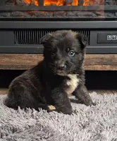 Cenley, a female Australian Shepherd and Dutch Shepherd for sale in Jasonville, IN – Photo 1 of 5