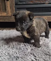 Cenley, a female Australian Shepherd and Dutch Shepherd for sale in Jasonville, IN – Photo 2 of 5