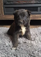 Cenley, a female Australian Shepherd and Dutch Shepherd for sale in Jasonville, IN – Photo 3 of 5