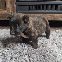 Cenley, a female Australian Shepherd and Dutch Shepherd for sale in Jasonville, IN – Photo 4 of 5