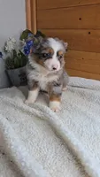 Razzle's Boy, a male Toy Australian Shepherd for sale in Jasonville, IN – 2 of 4