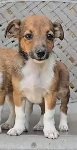 Peaches – Shetland Sheepdog, Jack Russell Terrier puppy for sale in Jasonville, IN
