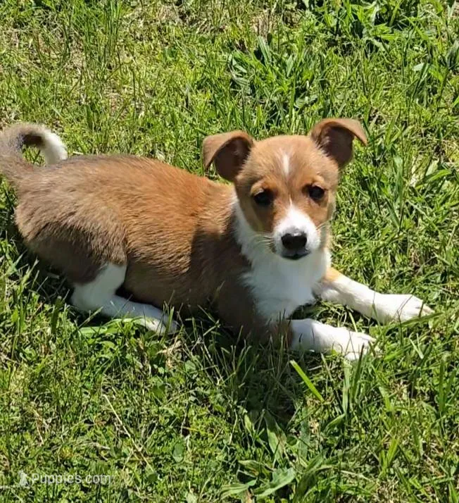 Peaches – Shetland Sheepdog, Jack Russell Terrier puppy for sale in Jasonville, IN