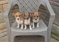 Peaches, a female Shetland Sheepdog and Jack Russell Terrier for sale in Jasonville, IN – Photo 7 of 10