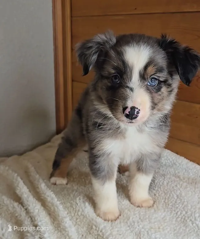 Razzle's blue merle girl # 4 – Toy Australian Shepherd puppy for sale in Jasonville, IN