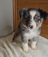 Razzle's blue merle girl # 4, a female Toy Australian Shepherd for sale in Jasonville, IN – 1 of 4