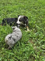 Razzle's Boy, a male Toy Australian Shepherd for sale in Jasonville, IN – 4 of 4