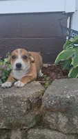 Bella, a female Jack Russell Terrier and Poodle - Toy  for sale in Jasonville, IN – 3 of 3